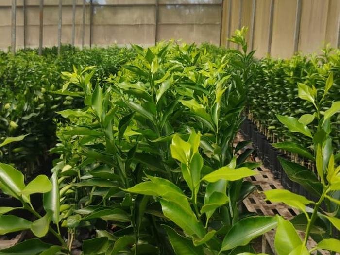 Mudas cítricas na Floricultura Shopping das Plantas