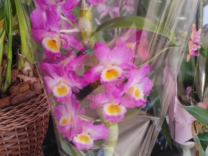Orquídeas na Floricultura Shopping das Plantas