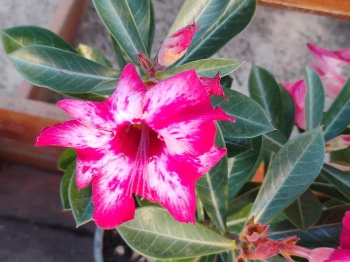 Rosas do deserto na Floricultura Shopping das Plantas